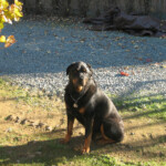 Tours at BobDog Wines
