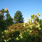 Fall at BobDog Wines