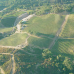 Views at BobDog Wines