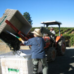 The Crush at BobDog Wines