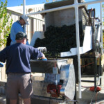 The Crush at BobDog Wines