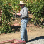 The Crush at BobDog Wines