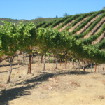 Fall at BobDog Wines