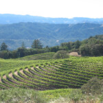 Fall at BobDog Wines