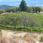 Fall at BobDog Wines