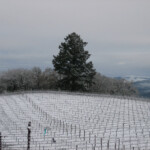 Winter at BobDog Wines
