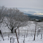 Winter at BobDog Wines