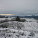 Winter at BobDog Wines