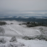 Winter at BobDog Wines