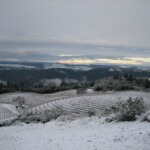 Winter at BobDog Wines