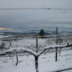 Winter at BobDog Wines