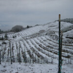 Winter at BobDog Wines