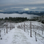 Winter at BobDog Wines