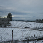 Winter at BobDog Wines