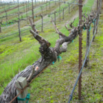 Winter at BobDog Wines
