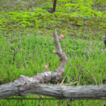 Winter at BobDog Wines