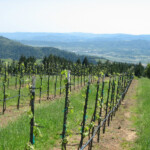 Spring at BobDog Wines