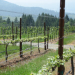 Spring at BobDog Wines