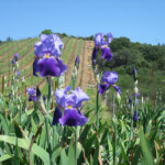 Tours at BobDog Wines