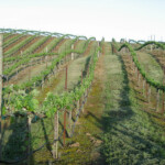 Spring at BobDog Wines