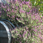 Tours at BobDog Wines