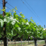 Spring at BobDog Wines