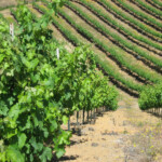 Spring at BobDog Wines
