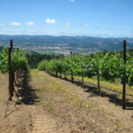 Spring at BobDog Wines