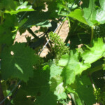 Spring at BobDog Wines