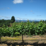 Spring at BobDog Wines