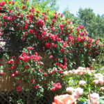 Tours at BobDog Wines