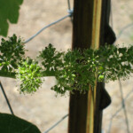 Spring at BobDog Wines