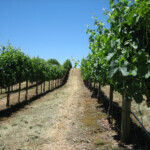 Summer at BobDog Wines