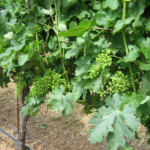 Spring at BobDog Wines