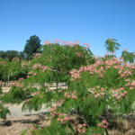 Tours at BobDog Wines
