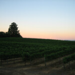 Views at BobDog Wines
