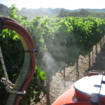 Summer at BobDog Wines