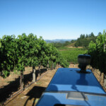 Summer at BobDog Wines