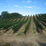 Summer at BobDog Wines