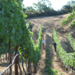 Summer at BobDog Wines