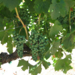 Summer at BobDog Wines
