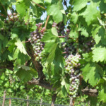 Summer at BobDog Wines