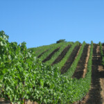 Summer at BobDog Wines