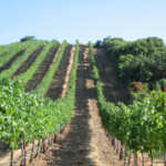 Summer at BobDog Wines
