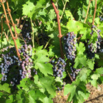 Summer at BobDog Wines