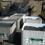 The Crush at BobDog Wines