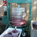 The Crush at BobDog Wines