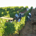 The Crush at BobDog Wines