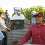 The Crush at BobDog Wines