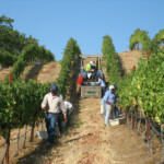 The Crush at BobDog Wines